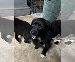 Small #4 Shepradors