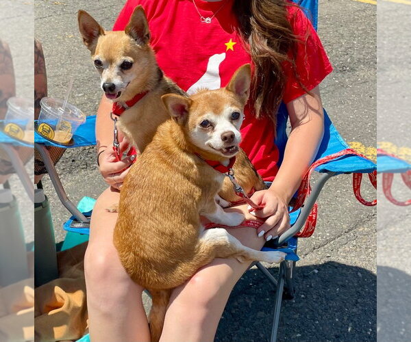 Medium Photo #23 Chihuahua-Unknown Mix Puppy For Sale in Canton, CT, USA