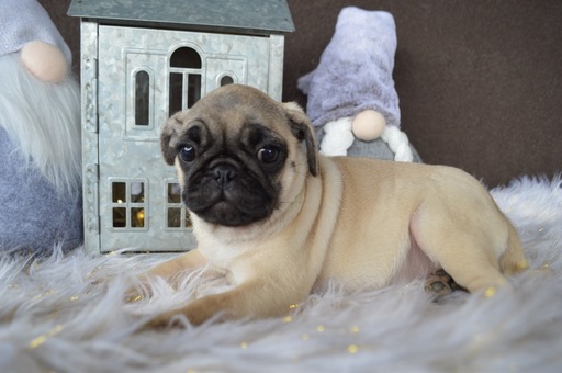 Medium Photo #1 Pug Puppy For Sale in HONEY BROOK, PA, USA