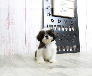 Shih Tzu Puppy for sale in MARIETTA, GA, USA
