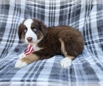 Small #4 Miniature Australian Shepherd