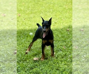 Doberman Pinscher Puppy for sale in NEWTON, NC, USA