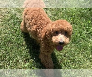 Poodle (Miniature) Puppy for sale in WARSAW, IN, USA