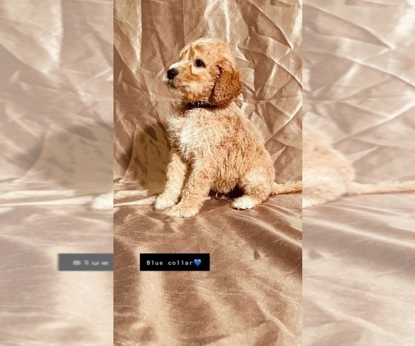 Medium Photo #27 Goldendoodle Puppy For Sale in WEST PLAINS, MO, USA