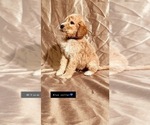 Small Photo #27 Goldendoodle Puppy For Sale in WEST PLAINS, MO, USA