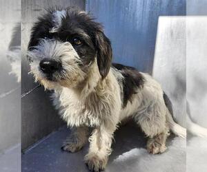 Mutt Dogs for adoption in San Antonio, TX, USA