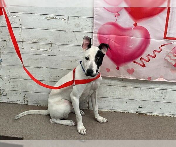 Medium Photo #1 Mutt Puppy For Sale in San Bernardino, CA, USA