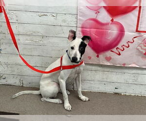 Mutt Dogs for adoption in San Bernardino, CA, USA