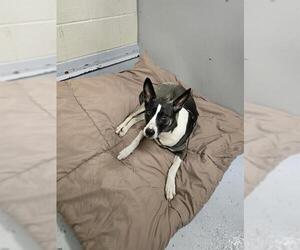 Mutt Dogs for adoption in Conroe, TX, USA