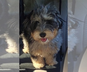 Mini Whoodle (Wheaten Terrier/Miniature Poodle) Puppy for sale in KALAMAZOO, MI, USA