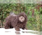 Image preview for Ad Listing. Nickname: Razzle