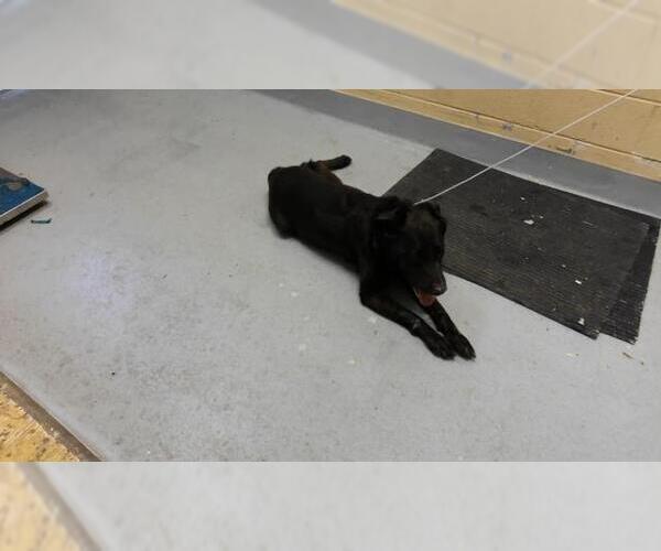 Medium Photo #1 Labrador Retriever-Unknown Mix Puppy For Sale in Tulsa, OK, USA