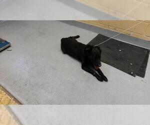 Labrador Retriever-Unknown Mix Dogs for adoption in Tulsa, OK, USA