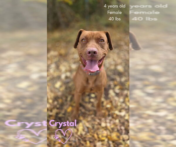 Medium Photo #6 American Pit Bull Terrier-American Staffordshire Terrier Mix Puppy For Sale in Monte Vista, CO, USA