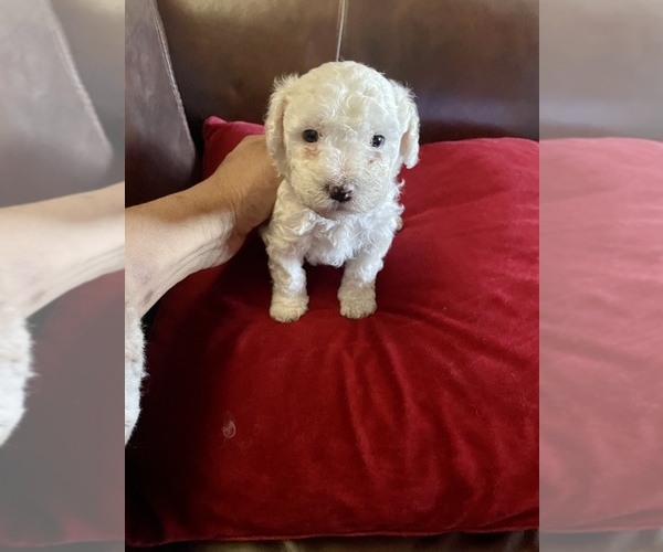 Medium Photo #6 ShihPoo Puppy For Sale in SPRING VALLEY, CA, USA