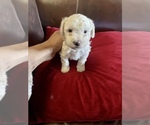 Small Photo #6 ShihPoo Puppy For Sale in SPRING VALLEY, CA, USA