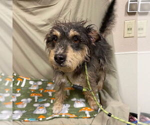 Norwich Terrier Dogs for adoption in Modesto, CA, USA