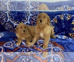 Small Photo #6 Golden Retriever Puppy For Sale in DETROIT, MI, USA