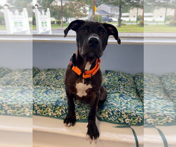 Medium Photo #2 Mutt Puppy For Sale in Cliffwood, NJ, USA