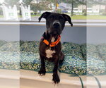 Small Photo #2 Mutt Puppy For Sale in Cliffwood, NJ, USA
