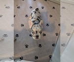 Puppy Precious French Bulldog