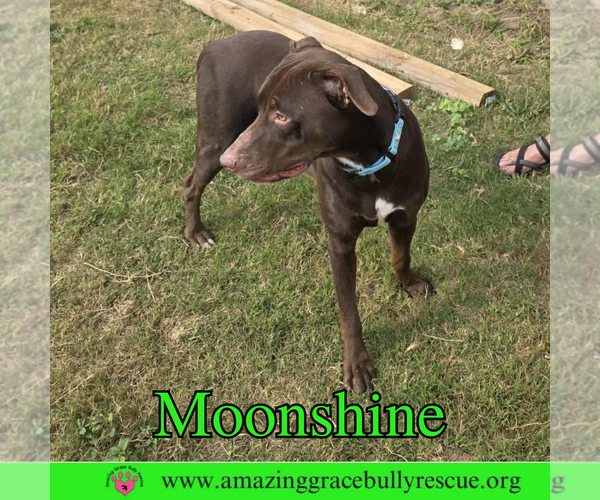 Medium Photo #4 Doberman Pinscher-Unknown Mix Puppy For Sale in Pensacola, FL, USA