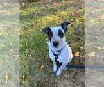 Small #1 Mutt