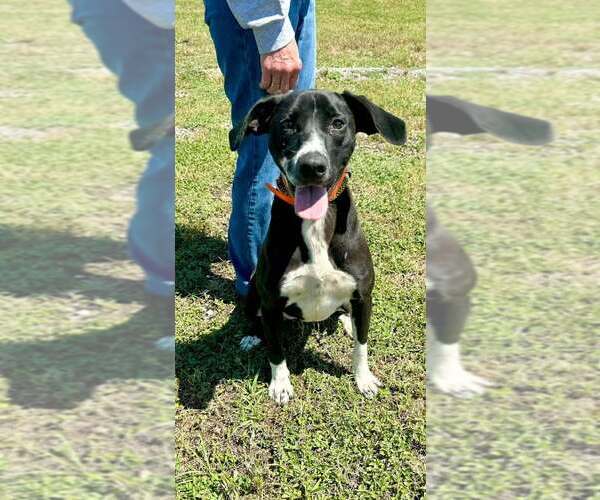 Medium Photo #4 Mutt Puppy For Sale in Abbeville, LA, USA