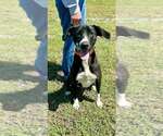Small #3 Mutt