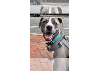 Labrador Retriever-Unknown Mix Dogs for adoption in Greenbelt, MD, USA