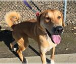 Small Labrador Retriever Mix