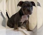 Small Photo #7 American Bully Puppy For Sale in PALM COAST, FL, USA