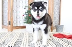 Small Photo #1 Pomsky Puppy For Sale in NAPLES, FL, USA