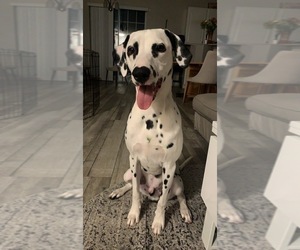 Father of the Dalmatian puppies born on 12/10/2021