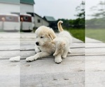 Small #5 Maremma Sheepdog