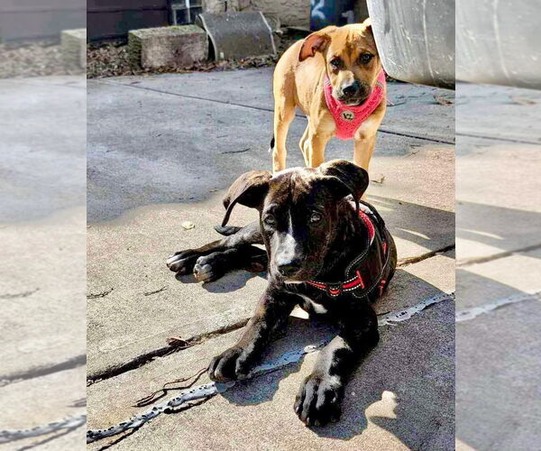 Medium Photo #28 American Staffordshire Terrier-Unknown Mix Puppy For Sale in Germantown, OH, USA