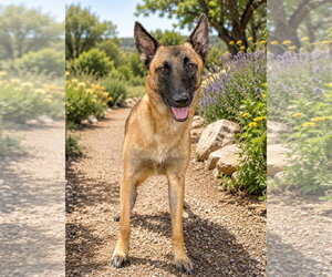 Mutt Dogs for adoption in PIPE CREEK, TX, USA