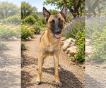 Fresca - Female Mutt Dog for Adoption - Small photo