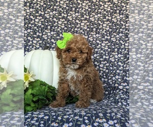 Poodle (Miniature) Puppy for sale in HOLTWOOD, PA, USA
