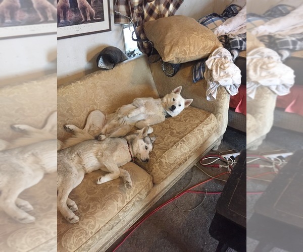 Medium Photo #1 Siberian Husky Puppy For Sale in RINCON, AZ, USA