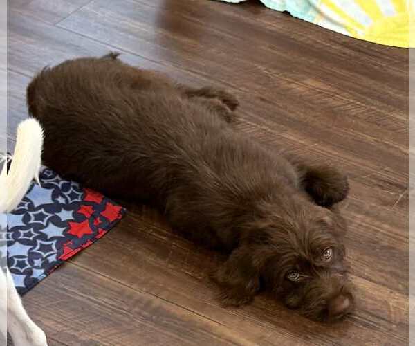 Medium Photo #2 Labrador Retriever-Unknown Mix Puppy For Sale in Shillington, PA, USA