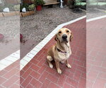 Small #2 Labrador Retriever