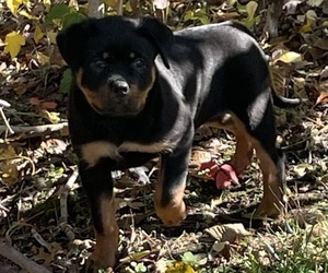 Rottweiler Puppy for sale in MAPLE HEIGHTS, OH, USA