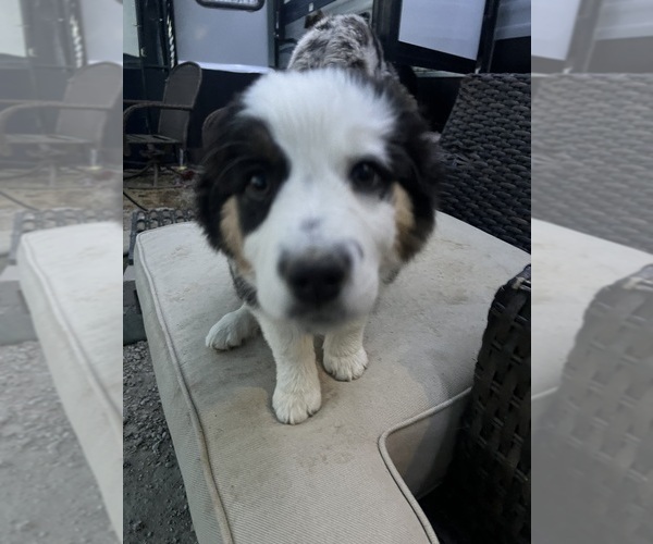 Medium Photo #10 Aussie-Corgi Puppy For Sale in STRASBURG, CO, USA