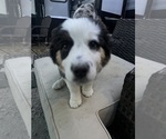 Small Photo #10 Aussie-Corgi Puppy For Sale in STRASBURG, CO, USA