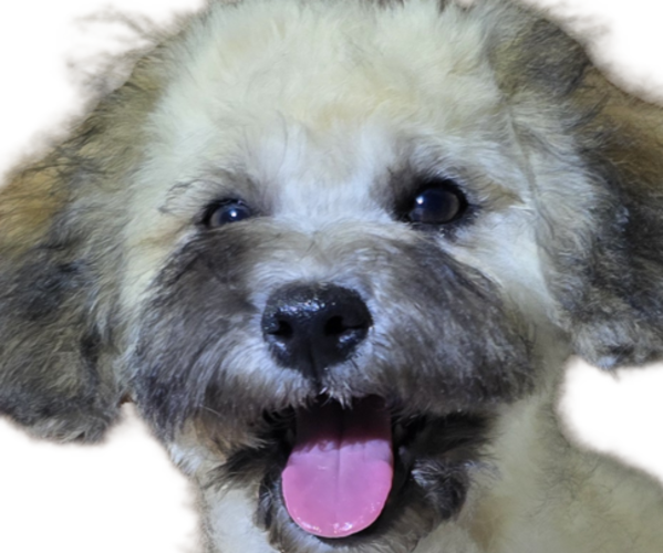 Medium Photo #2 Maltipoo-Shih Tzu Mix Puppy For Sale in SCOTTSDALE, AZ, USA