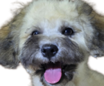 Small Photo #2 Maltipoo-Shih Tzu Mix Puppy For Sale in SCOTTSDALE, AZ, USA