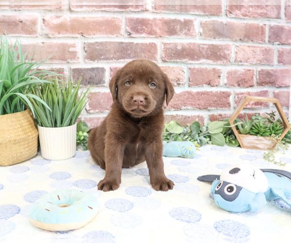 Medium Photo #5 Labrador Retriever Puppy For Sale in SYRACUSE, IN, USA