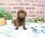 Small #4 Labrador Retriever
