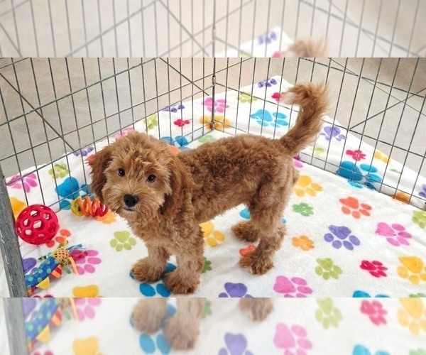 Medium Photo #3 Cavapoo mix (+ Poodle Miniature) Puppy For Sale in ORO VALLEY, AZ, USA
